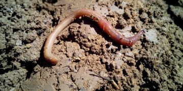 புழு வளர்த்தால் ஃபுல் வருமானம்!